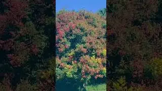 Different Fall colors ( Florida) 😯 #fall #fallcolours #shorts #colors #florida #wellwishing