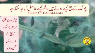 Caralluma tuberculata seed and seed collection/ Caralluma seed formation process
