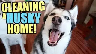 How To Prevent Husky Hair From Ruining Your Home! (Our Cleaning Secrets)