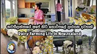 කිරි ගොවිපලක දවසක් 🌼🌼| නවසීලන්තයේ | Life In Newzealand #apieceoflove #lifeinnewzealand