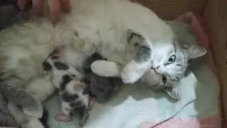 Кошка Сонечка. Кошки и крошки. Как назвать котят?