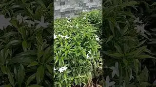 Pinwheel Flower or Tabernaemontana or Crape Jasmin #trending #flower#plant