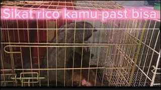 Persiapan mengawinkan musang pandan