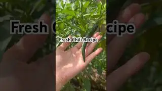 CHILI GARLIC OIL RECIPE                1/4 kgFRESH  CHILI PEPPER&bull;             *2 HEADS GARLIC&bull;