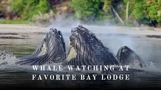 Whale Watching in Alaska | Majestic Humpback Whales at Favorite Bay Lodge