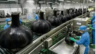 Inside a Modern Black Garlic Factory: The Future of Black Garlic Production Technology