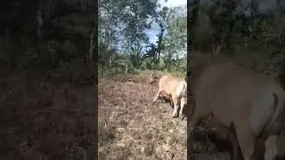 #sapi msuk kebun bagus di apakan