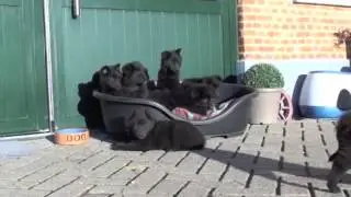 Bolkshof Groenendaeler pups