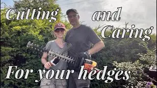 Tips for Cutting Hedges