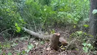 Axe Tree Felling Elm Limbing Topping Removal 