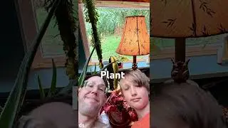 #plantroom