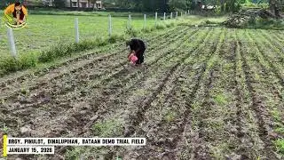 Dinalupihan, Bataan Corn Demo Trial First Application of Dumangan Prime Fertilizer
