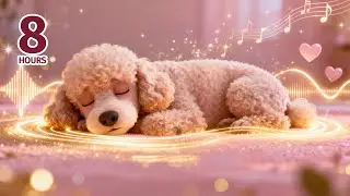 Peaceful Moments, Infinite Bonds - Original Healing Music for Dogs & Humans 🌸