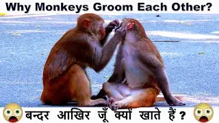 Monkey Grooming Secrets: Love, Lice, and Hierarchy | बंदर जूँ क्यों खाते हैं ?