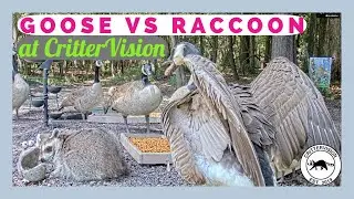 Father Canada Goose vs.a Mama Raccoon at the CritterVision Backyard!