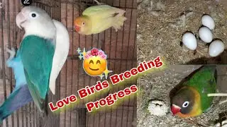 Love Birds Breeding Progress Today | Love Bird Farming | Tota Farming Business | Pets Vlog 