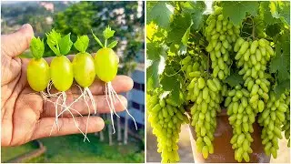 Growing grape plant from fruit | Make your garden healthy, juicy & tangy