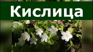 Кислица. Вкусная и полезная травка из леса. Свойства, польза, рецепты.