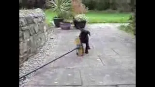 Cute Puppy SID - makes clean sweep - Labrador cross English Springer Spaniel pup Labradinger