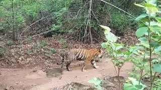 Satpuda madhai get tiger