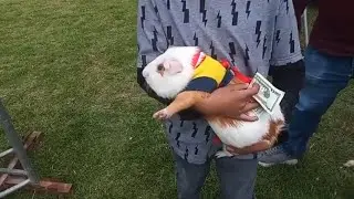 guinea pig festival in ecuador / festival en ecuador