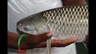 Mrigal fish Breeding  injection pushing