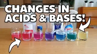 How to make the Red Cabbage pH Indicator!