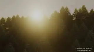 Large scale forest test