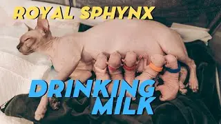 Sphynx Kittens Drinking Milk from mum Sphynx kittens