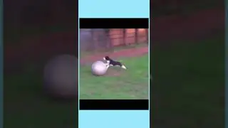 Funny animals😂 #short #shortvideo #funny #memes #animals #memegher #fun #hahaa