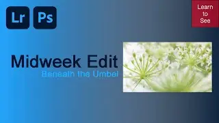 Midweek Edit - Beneath the Umbel