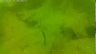 Peacock worms
