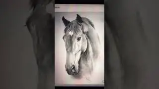 Palomino coloring hope u like it 😁🫐