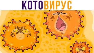 КОТОВИРУС (распространите) )) Приколы с котами | Мемозг 708