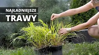 Najładniejsze i najciekawsze TRAWY OZDOBNE do ogrodu