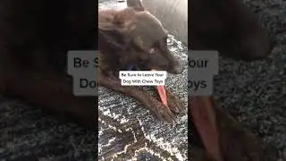 Оставлять собаку одну в доме