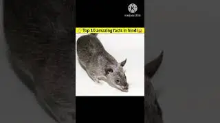 Top 10 amazing facts in hindi| hindi fact| Random facts| amazing facts| #shorts #youtubeshorts