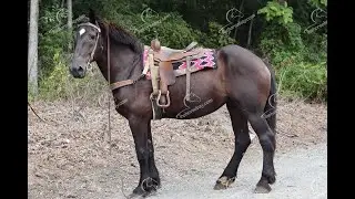 Percheron/Friesian Cross For Sale