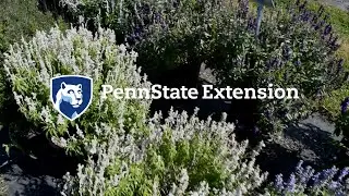 2020 Penn State Flower Trials - Strong Finishers
