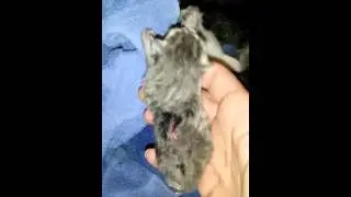 deformed kittens