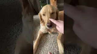 Touch your dog on the nose and record their reaction