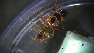 Army ant queen from China close-up (Aenictus sp.)