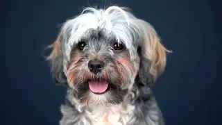 Havanese Pup&rsquo;s Curtain Bangs - Puppy Life Dog Lovers Video