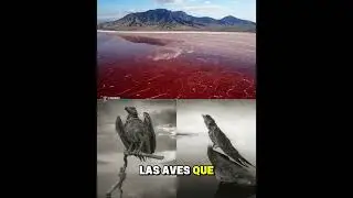 #ProhibidoPeroReal#Curiosidades #DatoCurioso#Misterios#LagoNatron #&Aacute;frica#Animales#Shorts#Historia