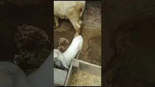 kajla chatra sargodha | kajli sheep | kajli female sargodha #kajlachtra