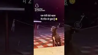 😱😱😱v##ery sad ##dog he wipping## for a bread 🥪🥪 ##😱😱😱sad WhatsApp status videos