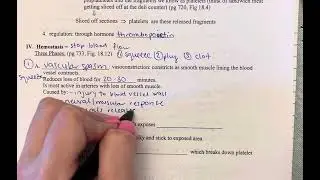 A&P2&ndash;Blood: Hemostasis Part 1: Vascular Spasm & Platelet Plug