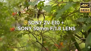 Sony 50mm 1.8 OSS LENS | Sony zv e10 | video test | #sony50mmlens #zve10 #hlg3 #hummingbird