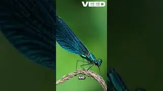 The ancient dragonfly