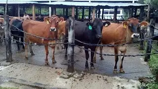 Criadero de ganado Jersey en El Salvador